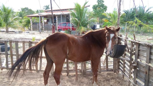 Sitio na Linha Verde (Cidade do Conde) Próximo a rios) - Foto 9