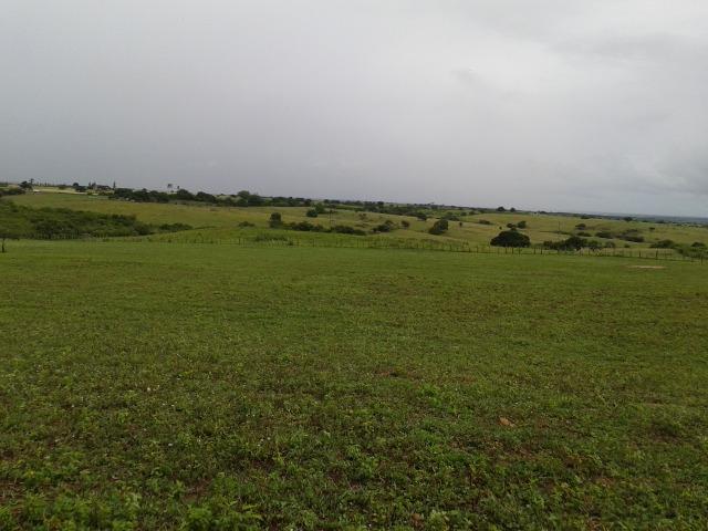 Fazenda com 63 há em brejinho, 10 barreiros, curral - Foto 5