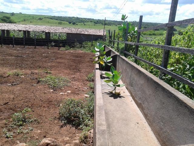 Fazenda com 38 há em são pedro do potengi, casa, curral, barreiro, rio potengi - Foto 15