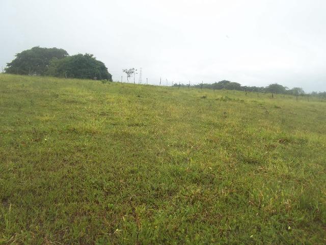 Fazenda com 110 há a 20 km de macaíba, 4 casas, 3 poços, riacho, barreiro - Foto 11