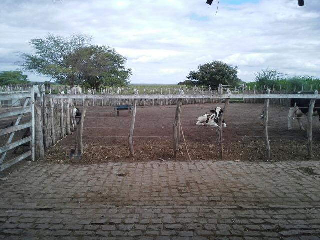 Fazenda com 80 há na br 304, casa, curral,aprisco, rio potengi - Foto 11