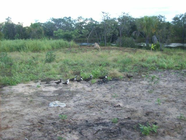 Fazenda com 6.000Ha à margem do Rio Preto! Em Mansidão BA. A 60km de Santa R. de Cassia - Foto 3