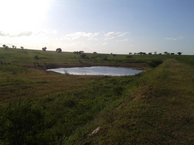 Fazenda com 290 há, casa, curral, 4 barreiros, muito pasto - Foto 17