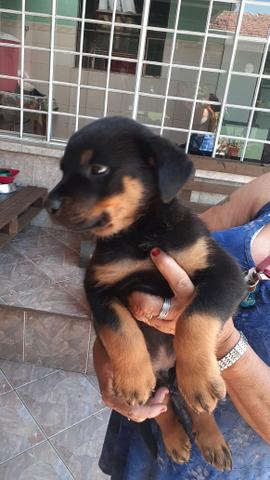 Rottweiler filhote lindo - Foto 4