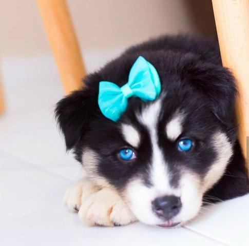 Filhotes de husky siberiano - Foto 4