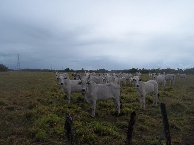 Fazenda com 110 há a 20 km de macaíba, 4 casas, 3 poços, riacho, barreiro - Foto 15