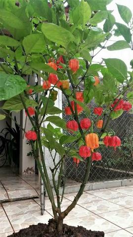 Carolina reaper