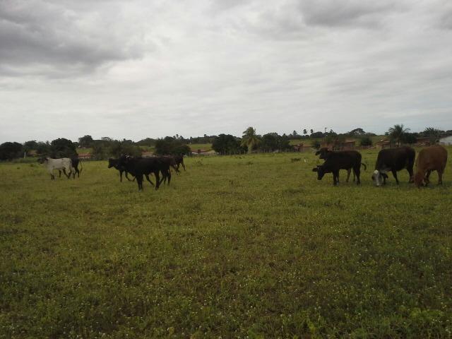 Fazenda com 80 há na br 304, casa, curral,aprisco, rio potengi - Foto 8