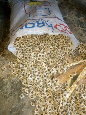 Semente de moringa - Foto 3