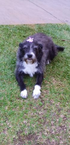 Adote uma amiga - Foto 6