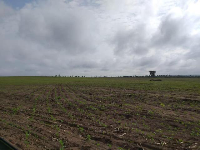 Vendo uma fazenda de 250 hectares em Caxias/MA ideal SOJA