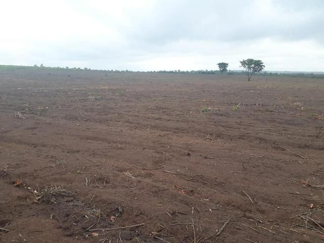 Vendo uma fazenda de 250 hectares em Caxias/MA ideal SOJA - Foto 6