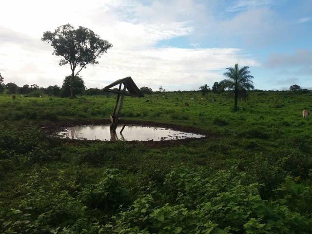Fazenda em Grajaú, oportunidade - Foto 5