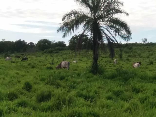 Fazenda em Grajaú, oportunidade - Foto 4