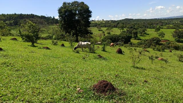 Chácara 2 Alqueires Formada 9 Km Asfalto Corumbá Goiás - Foto 15
