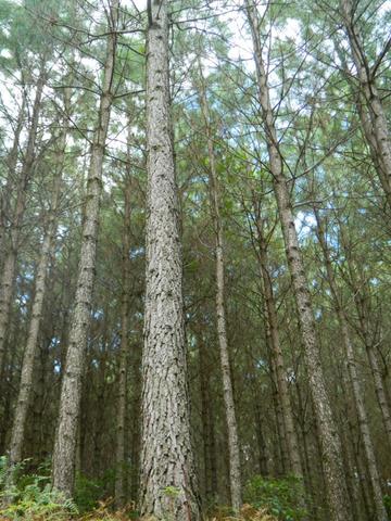 Área com 40 mil pés de Pinus com 15 Anos