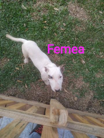 Bull Terrier - Foto 3