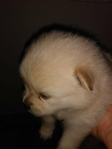 Vendo Spitz alemão anão