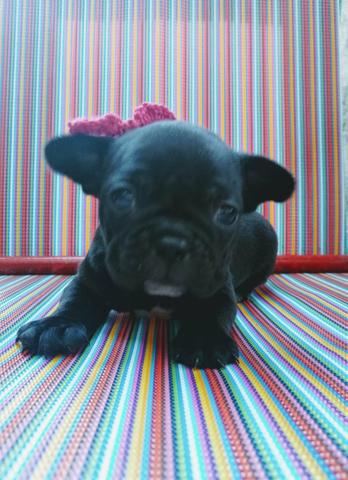 Buldogue francês, vacinados 45 dias pedigree - Foto 6