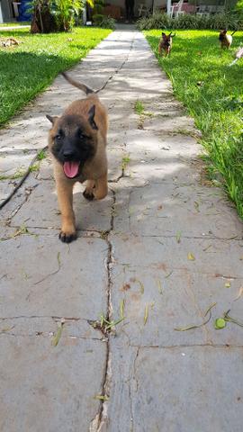 Pastor belga malinois - Foto 4