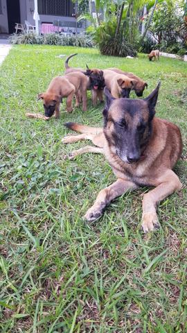 Pastor belga malinois - Foto 2