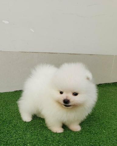 Spitz Alemão Anão Fêmea (Lulu da pomerânia anão) - Foto 3