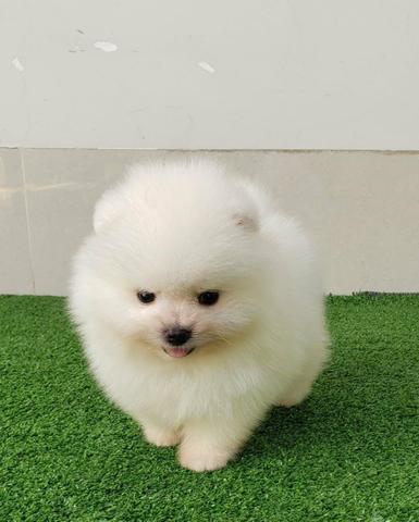 Spitz Alemão Anão Fêmea (Lulu da pomerânia anão)