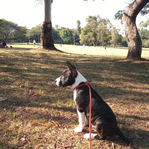 American Staffordshire terrier - Foto 5
