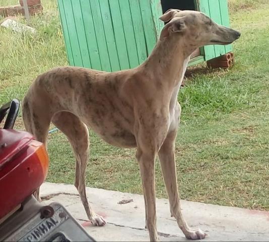 Vendo cadela da raça galga - Foto 2