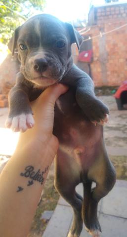 Filhotes Pit Bull Blue Nose