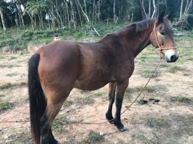 Cavalo top - Foto 3