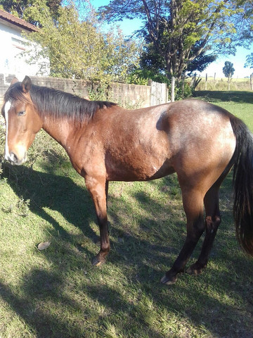 Potranca apaloosa - Foto 2