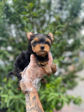 Cachorro Yorkshire no Brasil