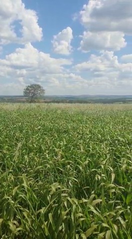 Fazenda de 20 alqueires em Bela vista-Go  - Foto 5