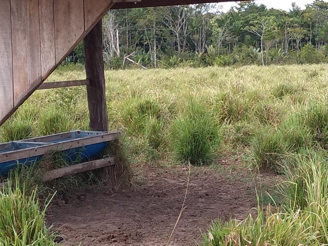 75 hectares a 60 km de Castanhal-Pará, por 650 mil reais - Foto 7