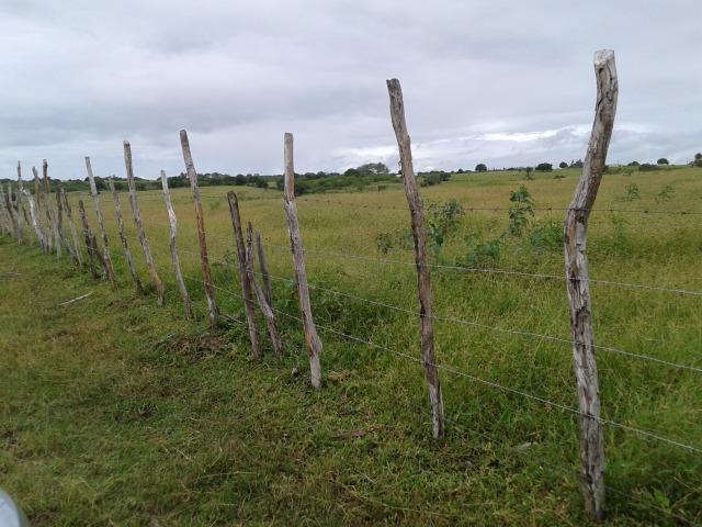 Fazenda com 63 há em brejinho, 10 barreiros, curral - Foto 16