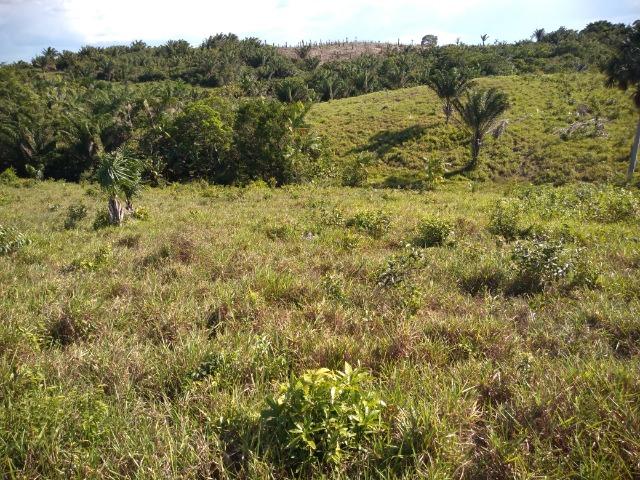 51 alqueires (250 hectares) com 30 alqueires de pasto por 850 mil reais no Pará - Foto 14