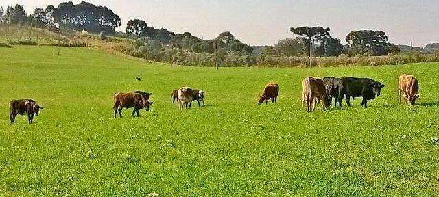 Sítio em Lagoa Vermelha RS - Foto 5