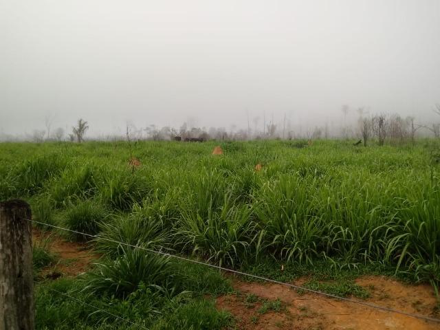 Vendo Fazenda em Novo Prigresso/PA - Foto 9