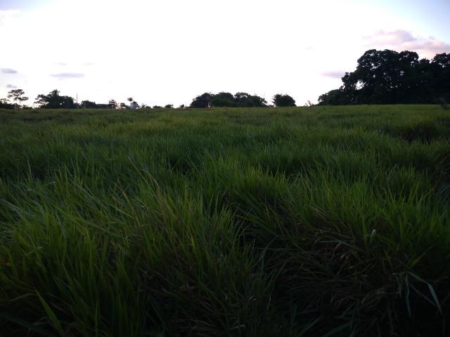 51 alqueires (250 hectares) com 30 alqueires de pasto por 850 mil reais no Pará - Foto 3