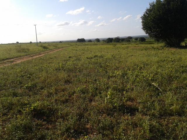 Fazenda com 290 há, casa, curral, 4 barreiros, muito pasto - Foto 18