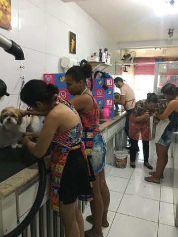 Curso de banho e tosa 100% prática - Foto 4