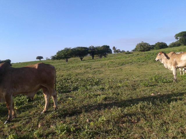 Fazenda com 290 há, casa, curral, 4 barreiros, muito pasto - Foto 14