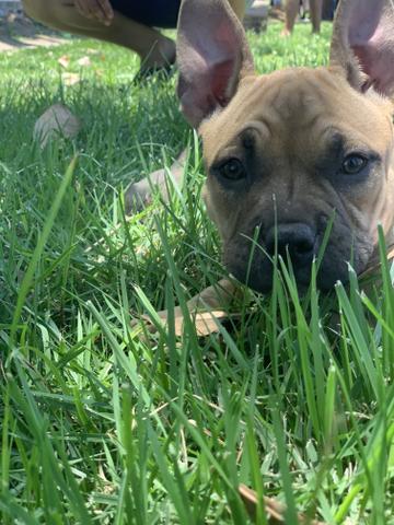 Filhotes American Bully Pocket - Foto 3