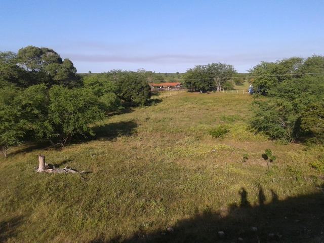 Fazenda com 290 há, casa, curral, 4 barreiros, muito pasto - Foto 13