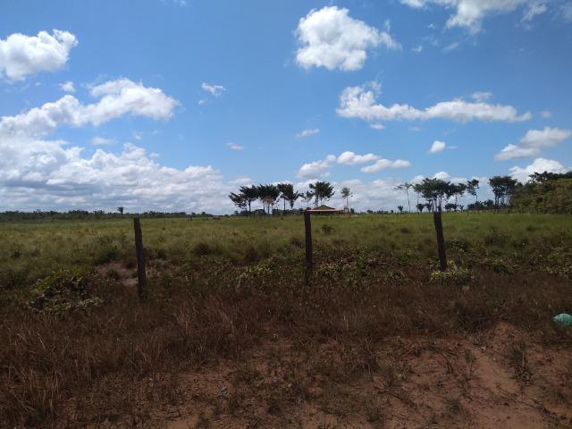 51 alqueires (250 hectares) com 30 alqueires de pasto por 850 mil reais no Pará - Foto 10