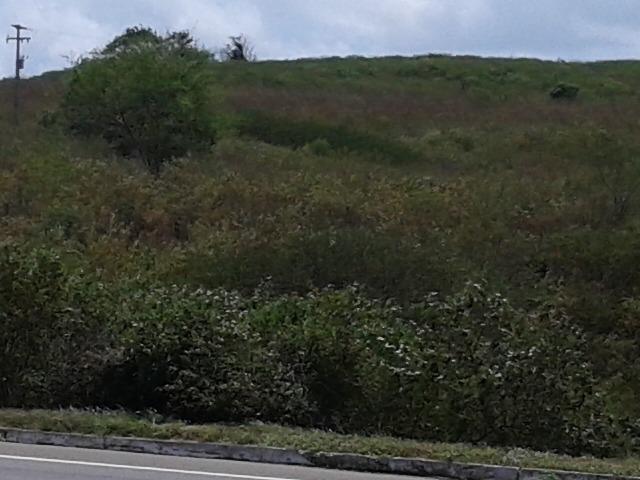Fazenda com 62 há na br 304, com rio potengi, casa, deposito - Foto 2
