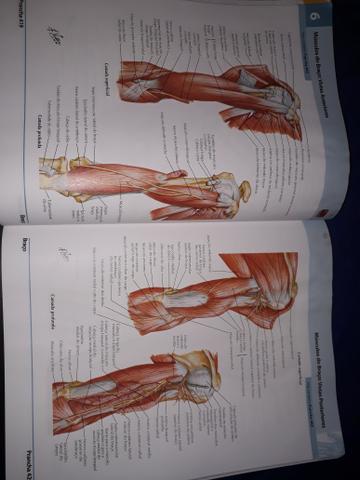 Dois Atlas de Anatomia Humana de Frank Netter - volumes 1 e 2 - Foto 5
