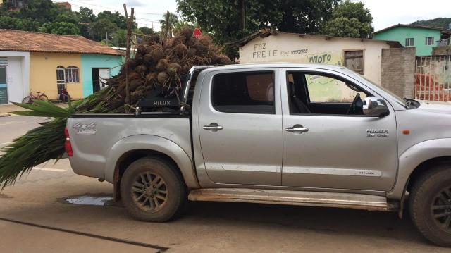 VENDO Mudas de Coco Formadas Anão - Foto 3