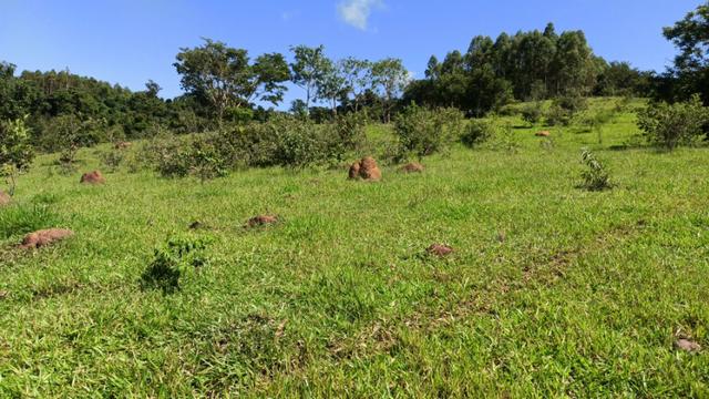 Chácara 2 Alqueires Formada 9 Km Asfalto Corumbá Goiás - Foto 13